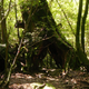 Illustration for article titled Visit the Real emPrincess Mononoke/em Forest